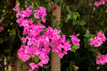 blooming bougainvillea : Colorful Paper flower