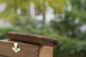 One cigar lies on the box with green leaves as background