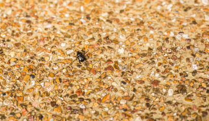 Closeup photo of a beetle on the floor