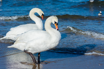 Naklejka premium Łabędzie nad morzem bałtyckim w Świnoujściu