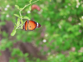 Butterfly. Butterfly catch leaves in garden.