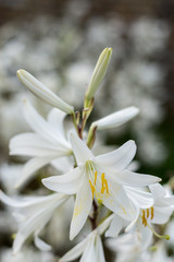 Obraz na płótnie Canvas White lily with blurred background