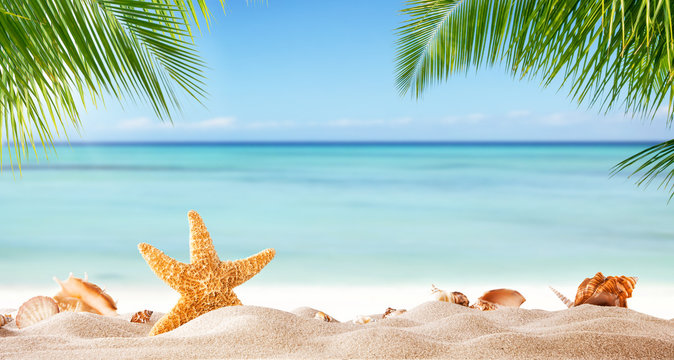 Tropical beach with various shells in sand