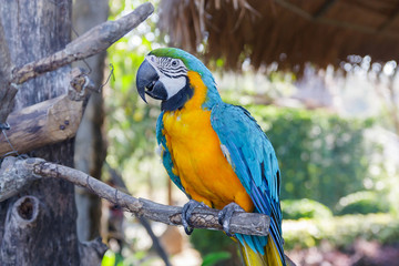 beautiful  macow standing on branch