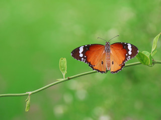 Butterfly. Butterfly catch leaves in garden.
