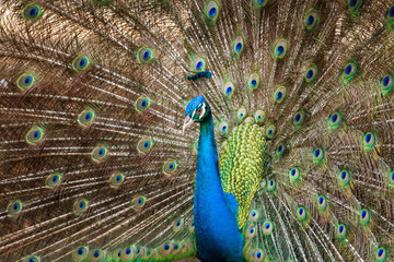 Fototapeta na wymiar Peacock with Feathers Out