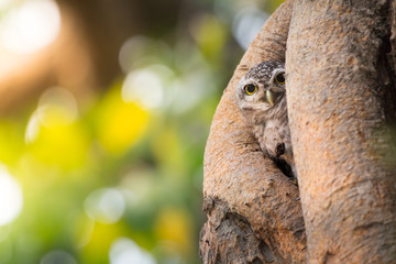 Spotted owlet