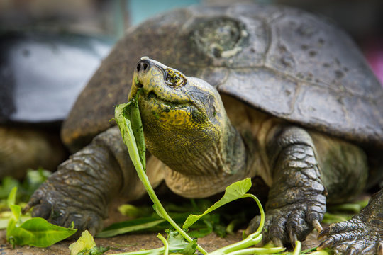Turtle eating morning glory