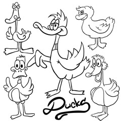 black and white ducks