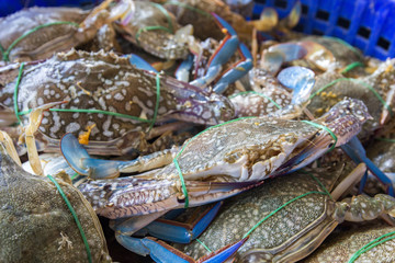 Crab is catched in the basket from sea