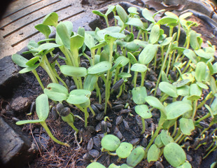 sunflower sprouts