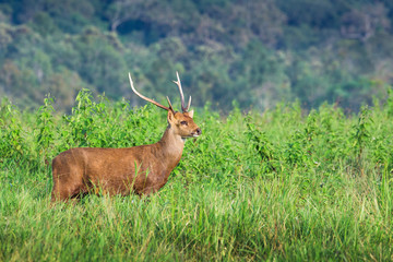 hog deer