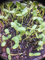 sunflower sprouts