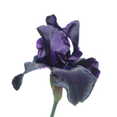 Dark purple iris isolated on white background