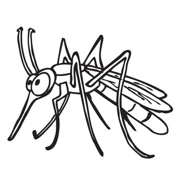 black and white mosquito