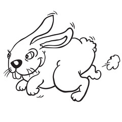 black and white rabbit