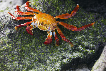 Sally Lightfoot crab sitting on a moss covered stone.