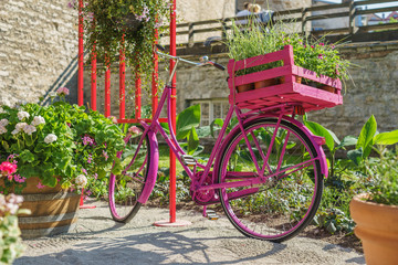 Fototapeta na wymiar Pink vintage bicycle with flower pots