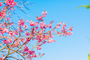 Cherry Blossum Flowers at Chiangmai Province
