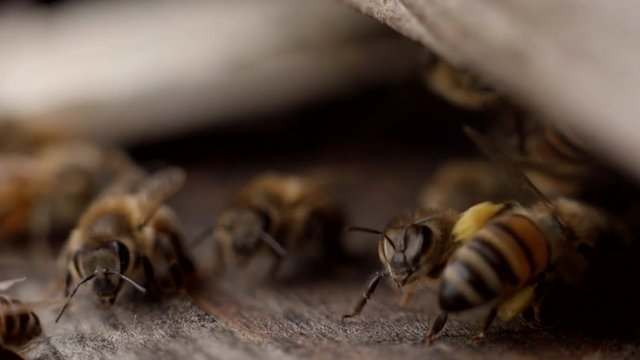 Bienen an einem Bienenkasten