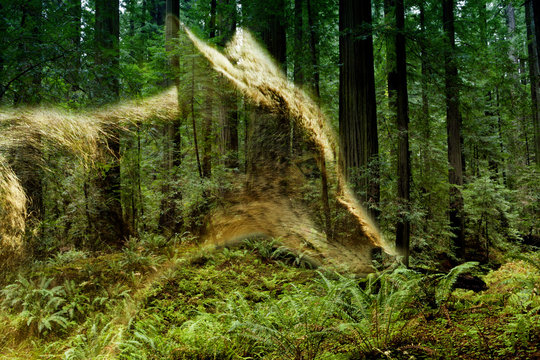 double exposure of a coyote and forest