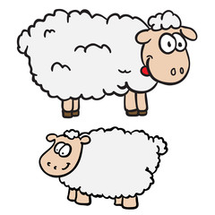 two sheep