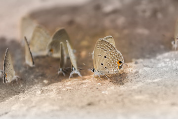 Outstanding butterfly in group , closeup brown and black butterfly