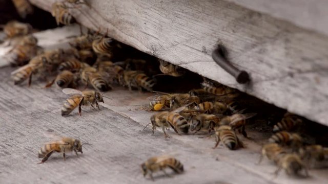Bienen an ihrem Bienenkasten