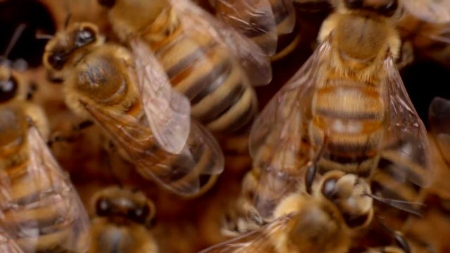 Bienen an der Honigwabe