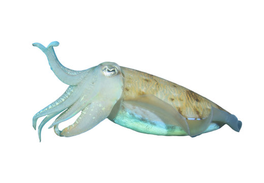 Cuttlefish (Sepia) isolated white background