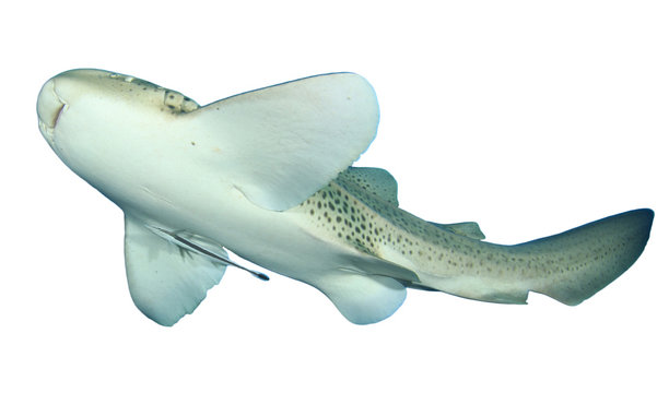 Leopard Shark cut out isolated white background