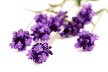 Lavender - Bunch of lavender flowers on a white background.  