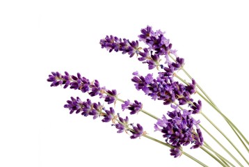 Lavender - Bunch of lavender flowers on a white background.  