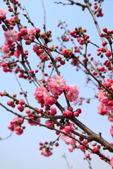 Obraz premium flowering peach