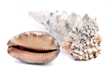 Shells. Shells isolated on white background. Sea shells.   