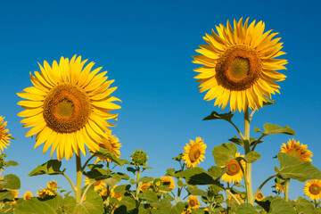 Fototapeta premium Field of blooming sunflowers