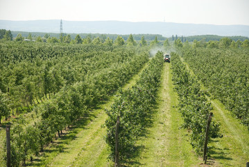 spraying apple orchard in spring