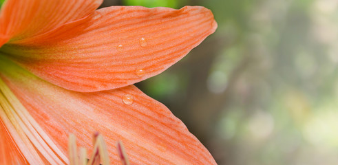 Closeup petal of orange flowers Hippeastrum or Amaryllis in nature