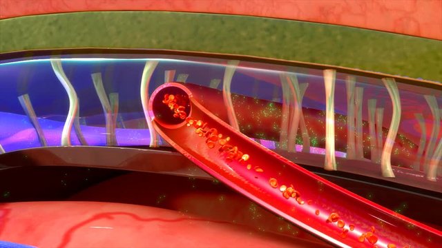 Meninges