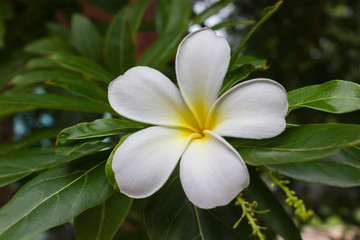 Blossom white and yellow flower plumeria or frangipani put on green leaf in home garden 
