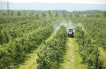 spraying apple orchard in spring