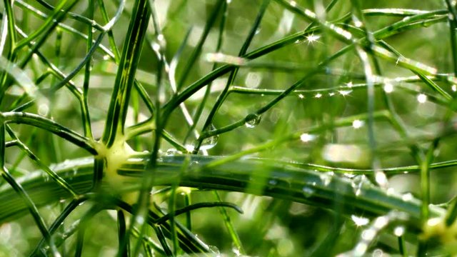 Fenchelkraut im Morgentau