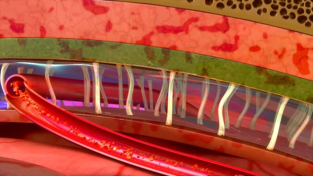 Meninges