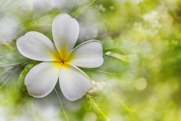 Blossom white and yellow flower plumeria or frangipani put on green leaf in romantic bokeh and sunlight for fresh summer mood, frangipani or plumeria  flower in dreamy bokeh