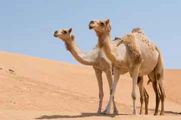 Fotobehang Kameel Twee kamelen in de Arabische woestijn met blauwe lucht