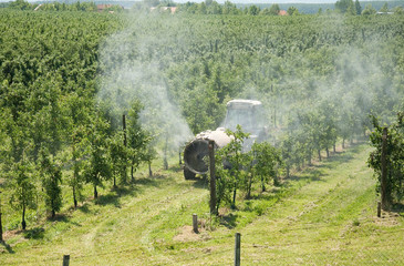 spraying apple orchard in spring