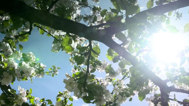 Apfelbl&uuml;ten in der Sonne