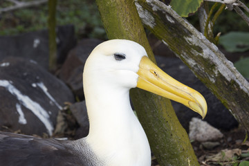 Close-up of a waved albatross sitting on a nest botherd by a mosquito on the head.