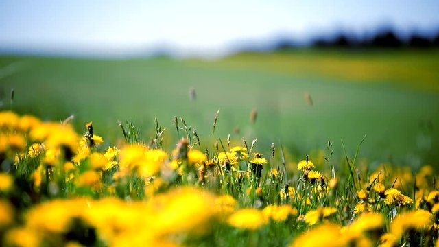 L&ouml;wenzahn auf einer Wiese in der Sonne