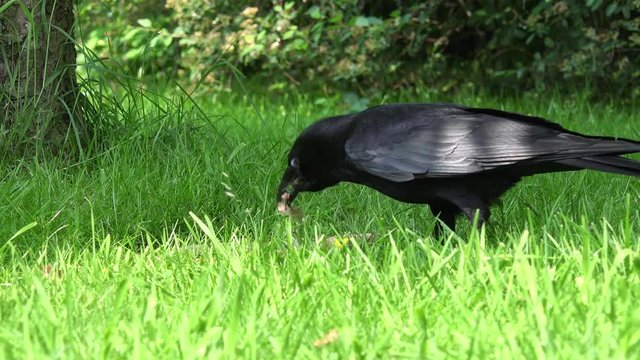 Common raven eat animal food on meadow